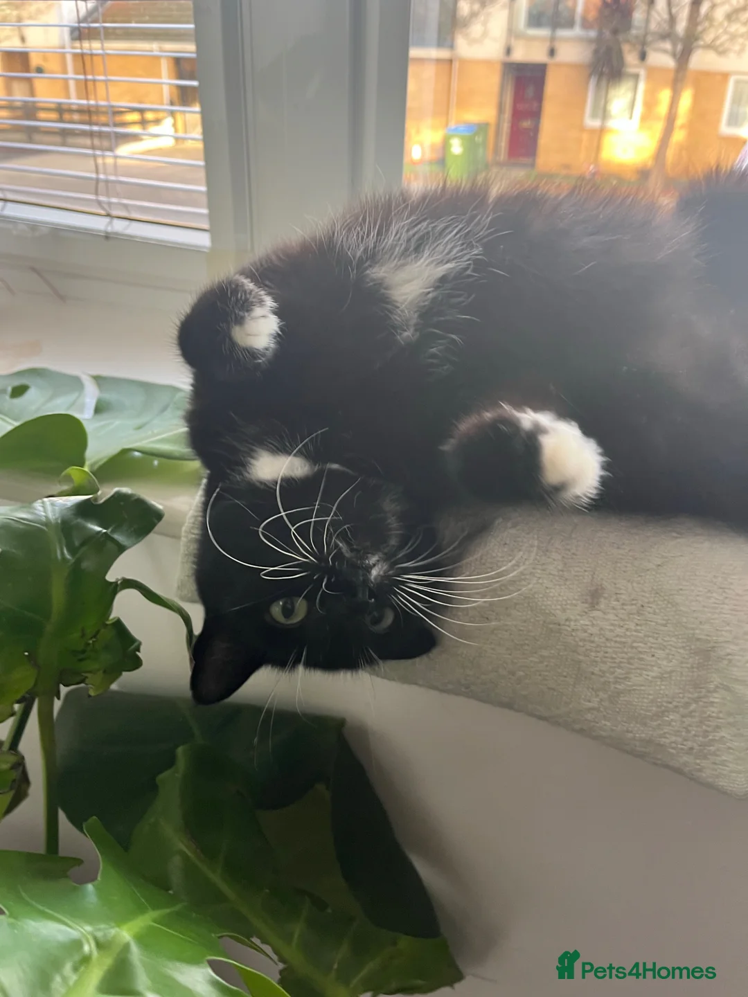 American Shorthair cats for sale: A Very Special Toothless Cat  - Advert 1