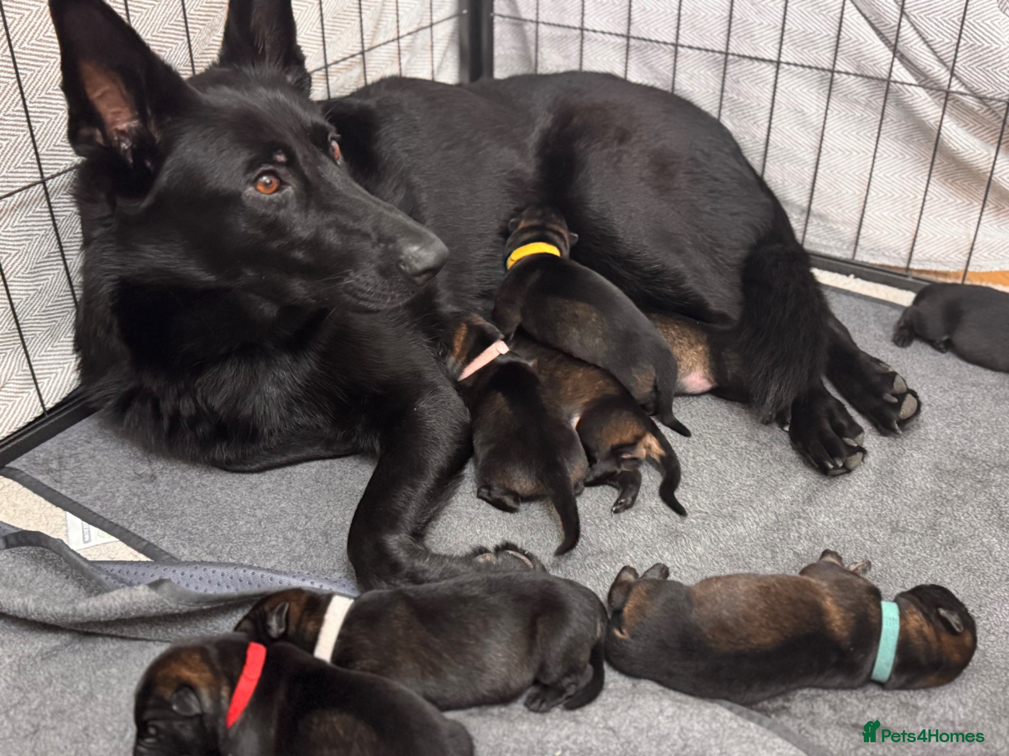 German Shepherd dogs 🐾 German Shepherd Puppies – ready 16th July - Advert 6