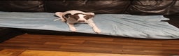 Whippet dogs for sale: male whippet puppy - Advert 1