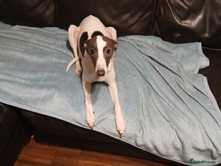 Whippet dogs male whippet puppy - Advert 1