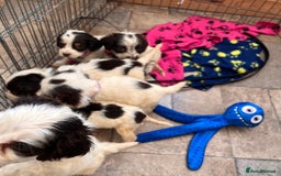 Cocker Spaniel dogs for sale: Cocker spaniel puppies - Image 14