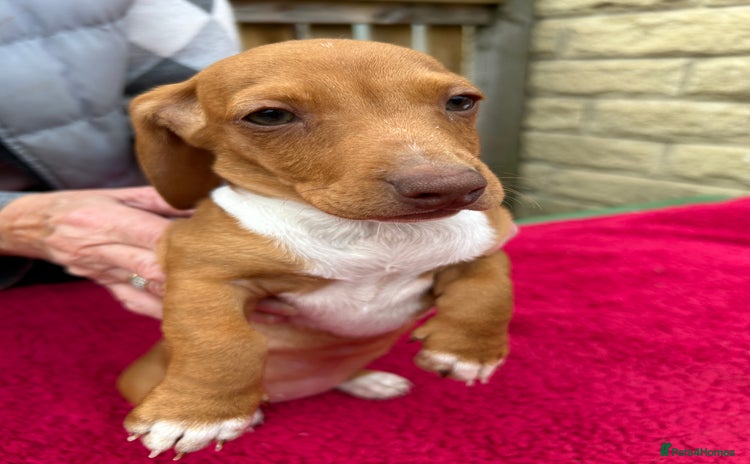Miniature Dachshund dogs - Advert 12