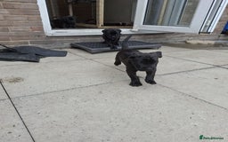 Mixed Breed dogs for sale: 3 beautiful boys for sale  - Image 35