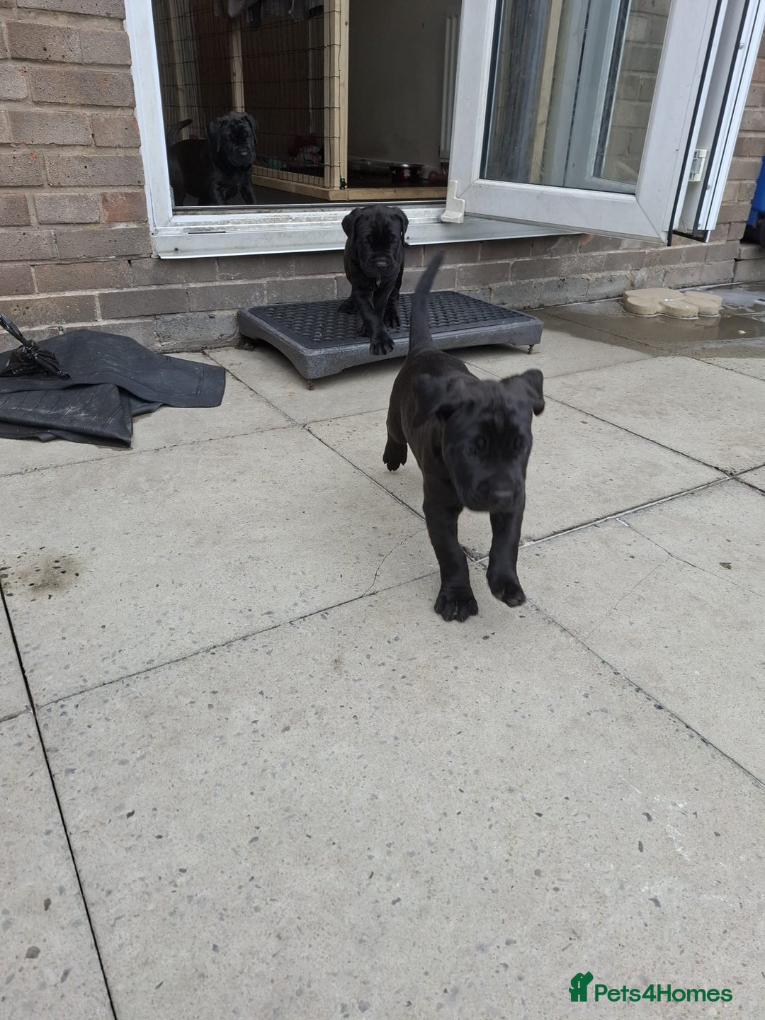Mixed Breed dogs for sale: 3 beautiful boys for sale  - Image 35