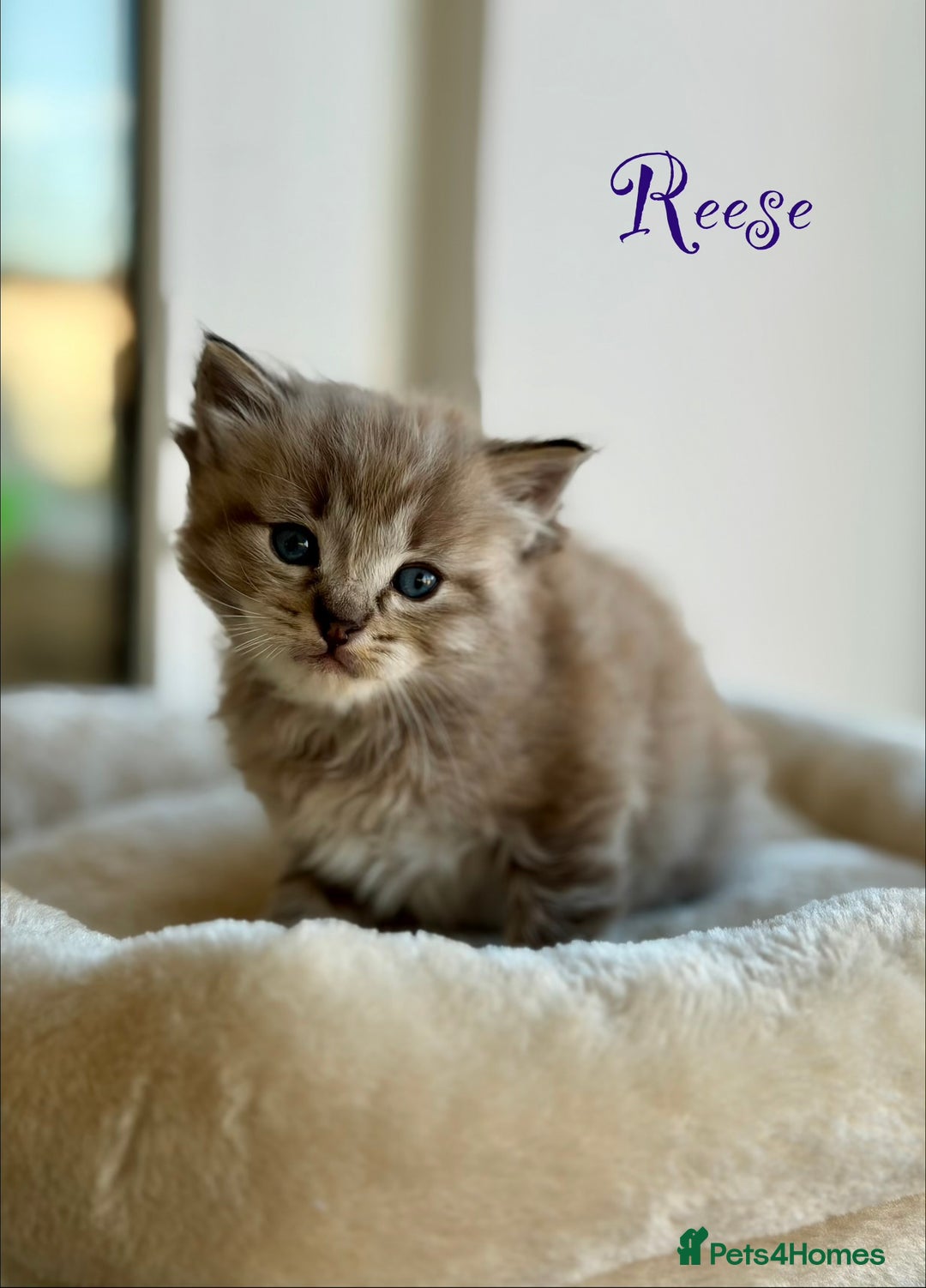 Ragdoll cats for sale: TICA registered cherubim kittens - Advert 13