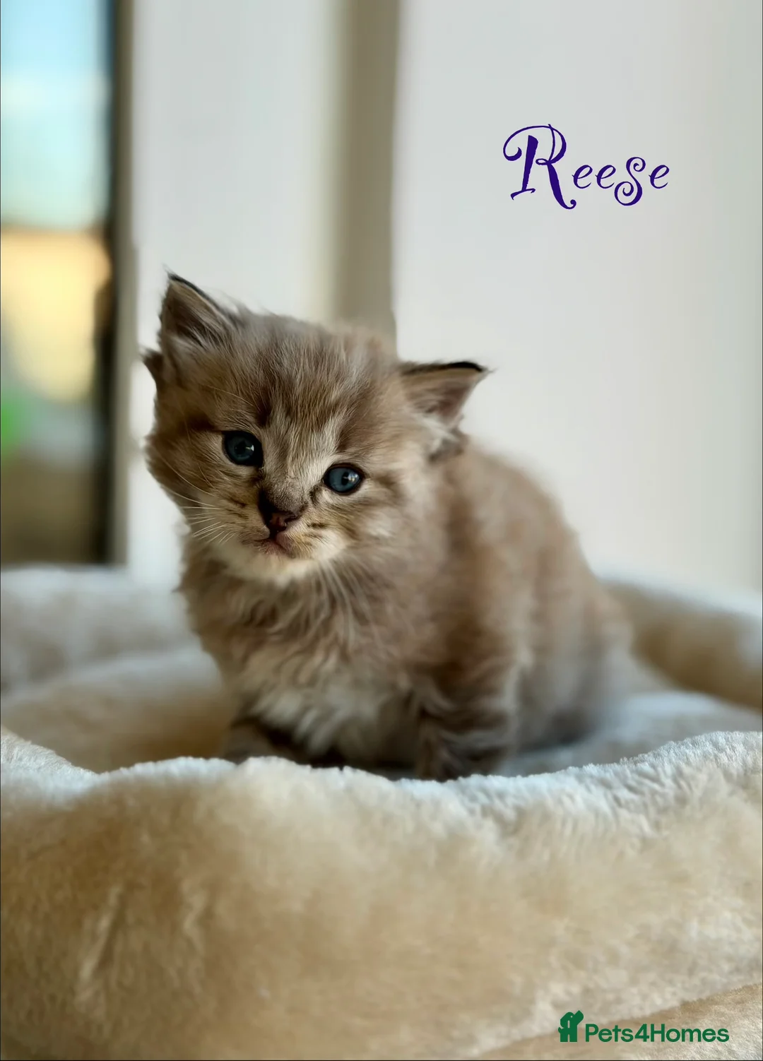 Ragdoll cats for sale: TICA registered cherubim kittens - Advert 13