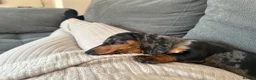 Miniature Dachshund dogs for sale: Silver Dapple Miniature Dachshund Girl - Advert 11