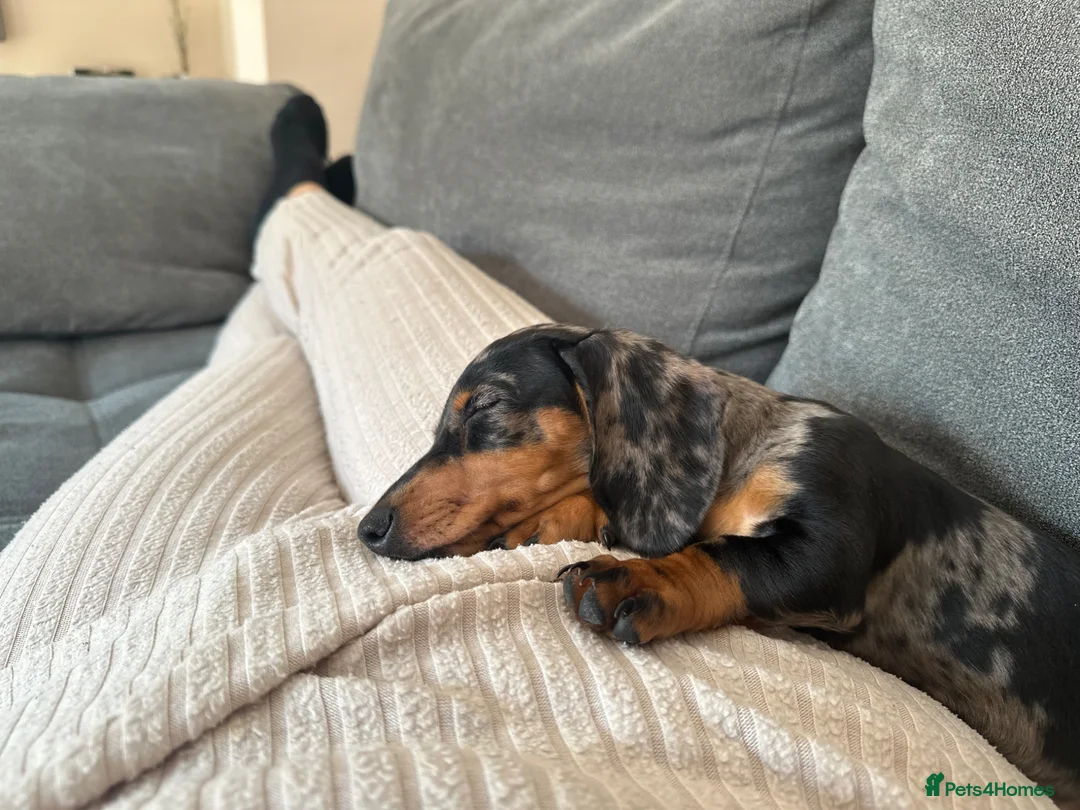 Miniature Dachshund dogs for sale: Silver Dapple Miniature Dachshund Girl - Advert 11