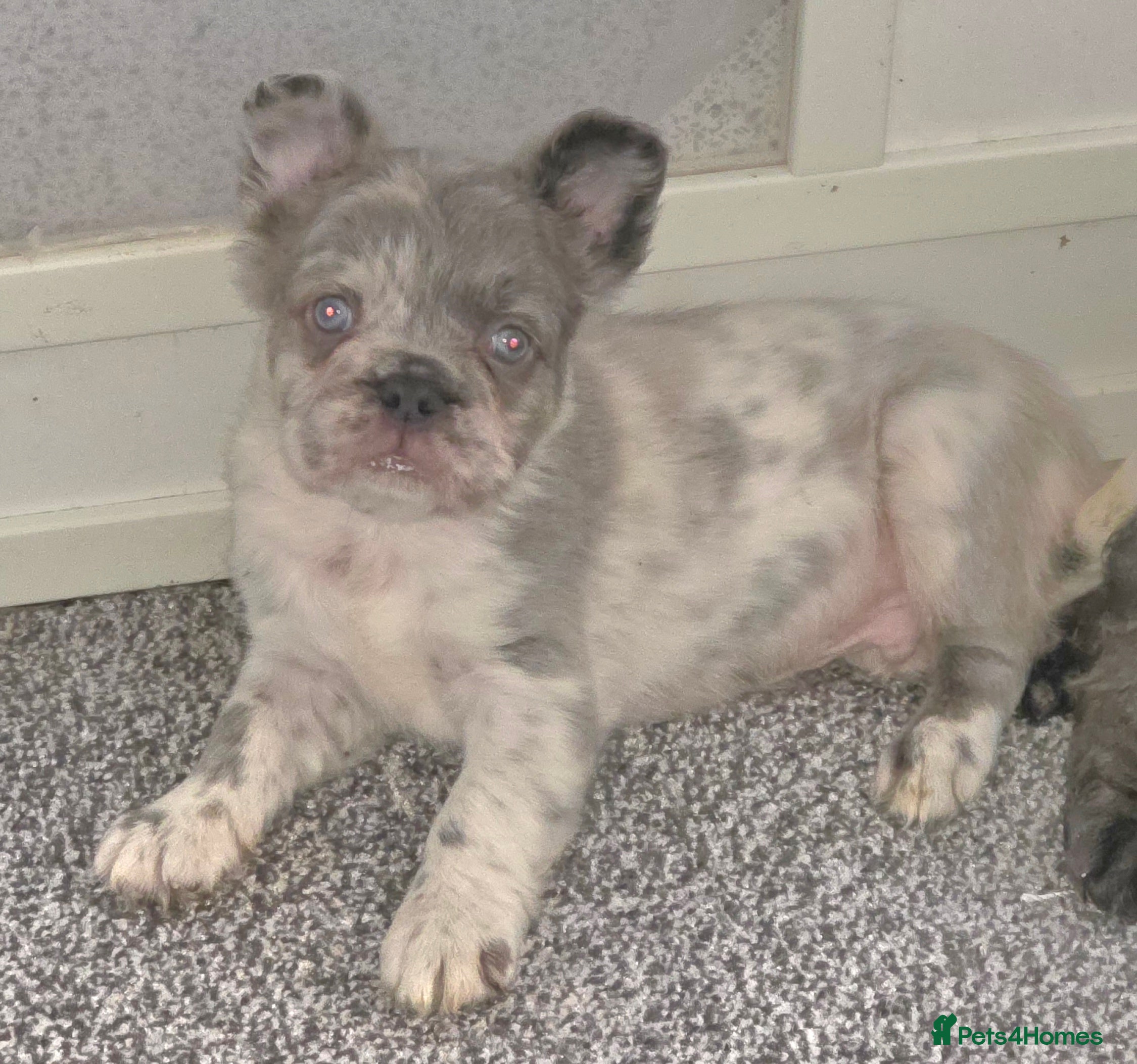 French Bulldog dogs Fluffy french bulldog puppies - Advert 1