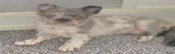 French Bulldog dogs for sale: Fluffy french bulldog puppies - Advert 1