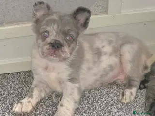 French Bulldog dogs Fluffy french bulldog puppies - Advert 1