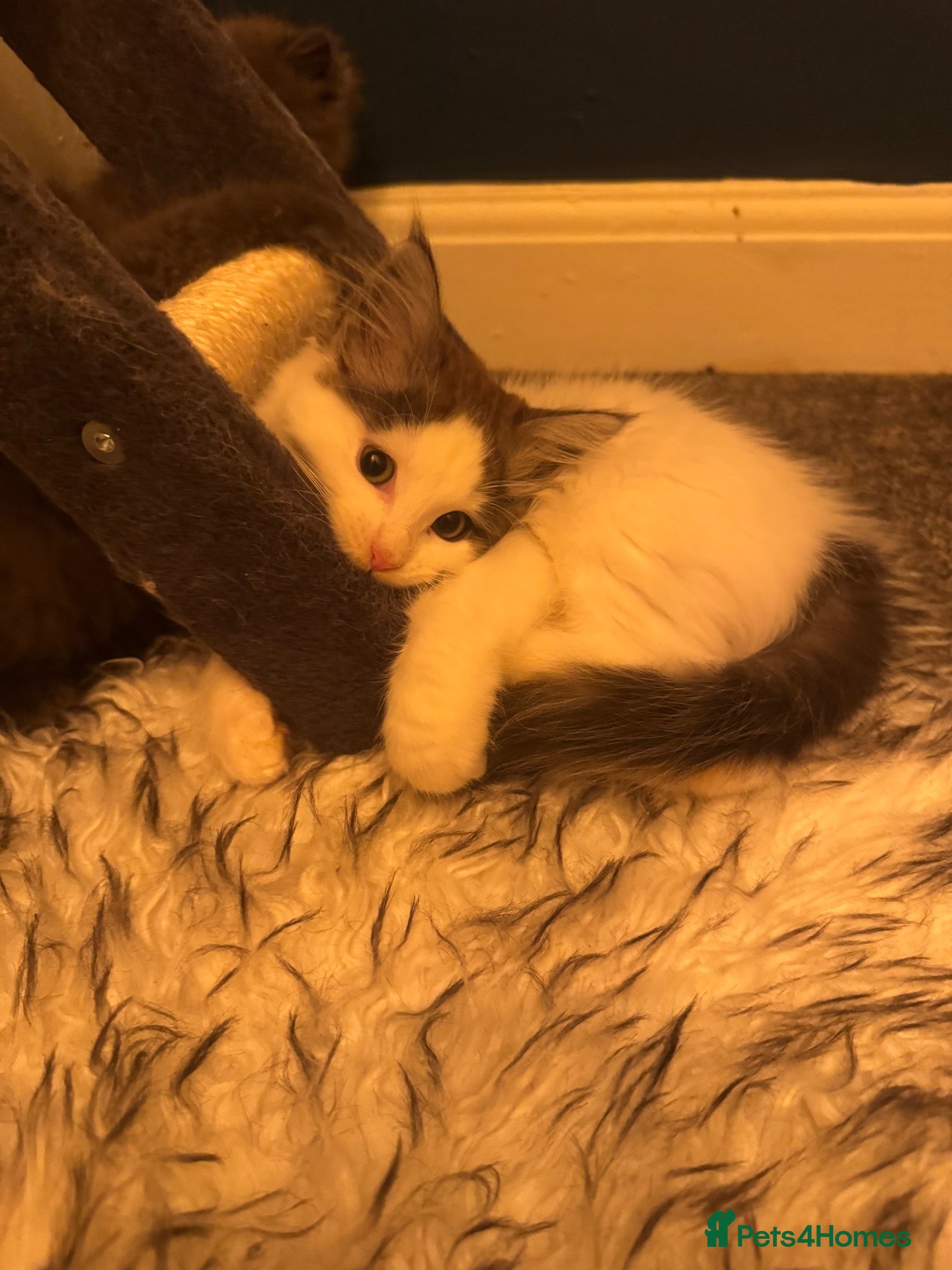 Ragcoon cats for sale: 🐾Four Beautiful Radoll/Maincoon Kittens🐾 - Advert 2