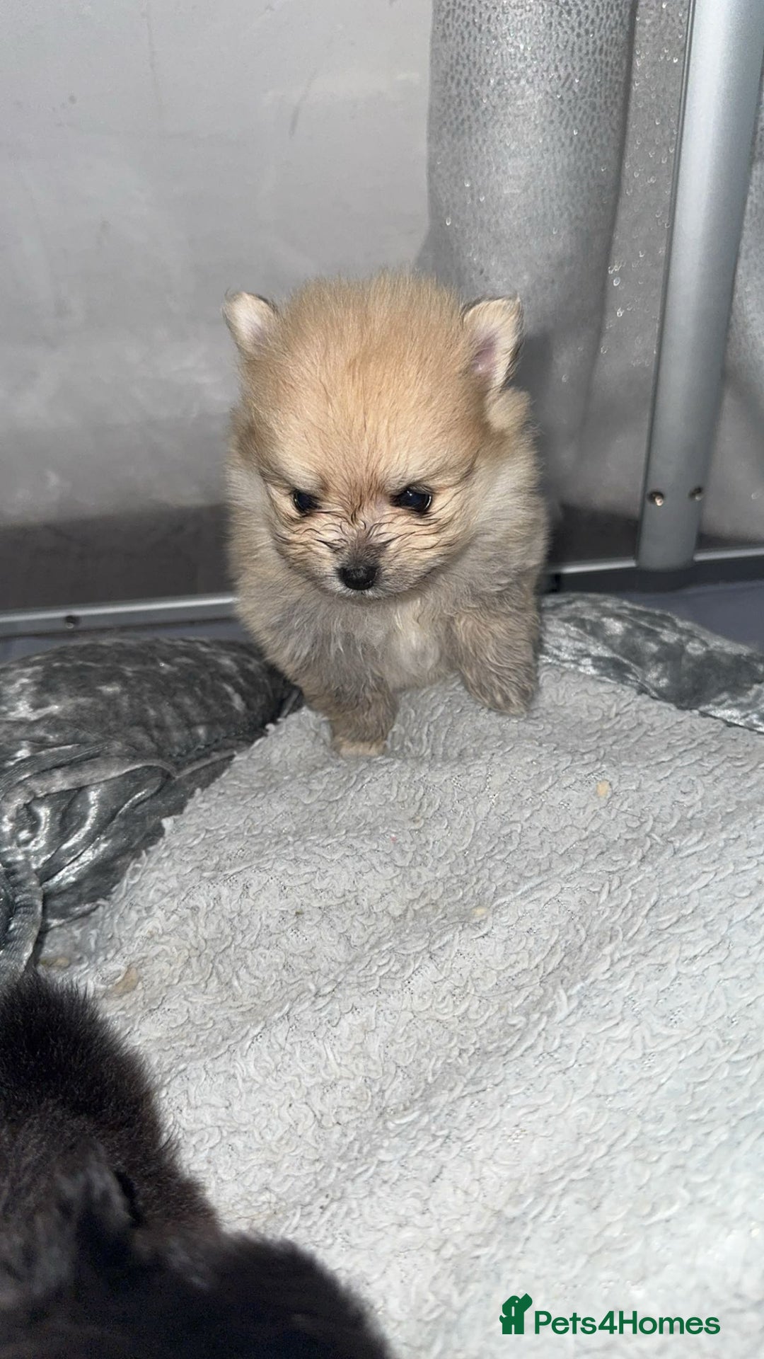 Pomeranian dogs for sale: Pomeranian pups🩵🩷 - Image 18