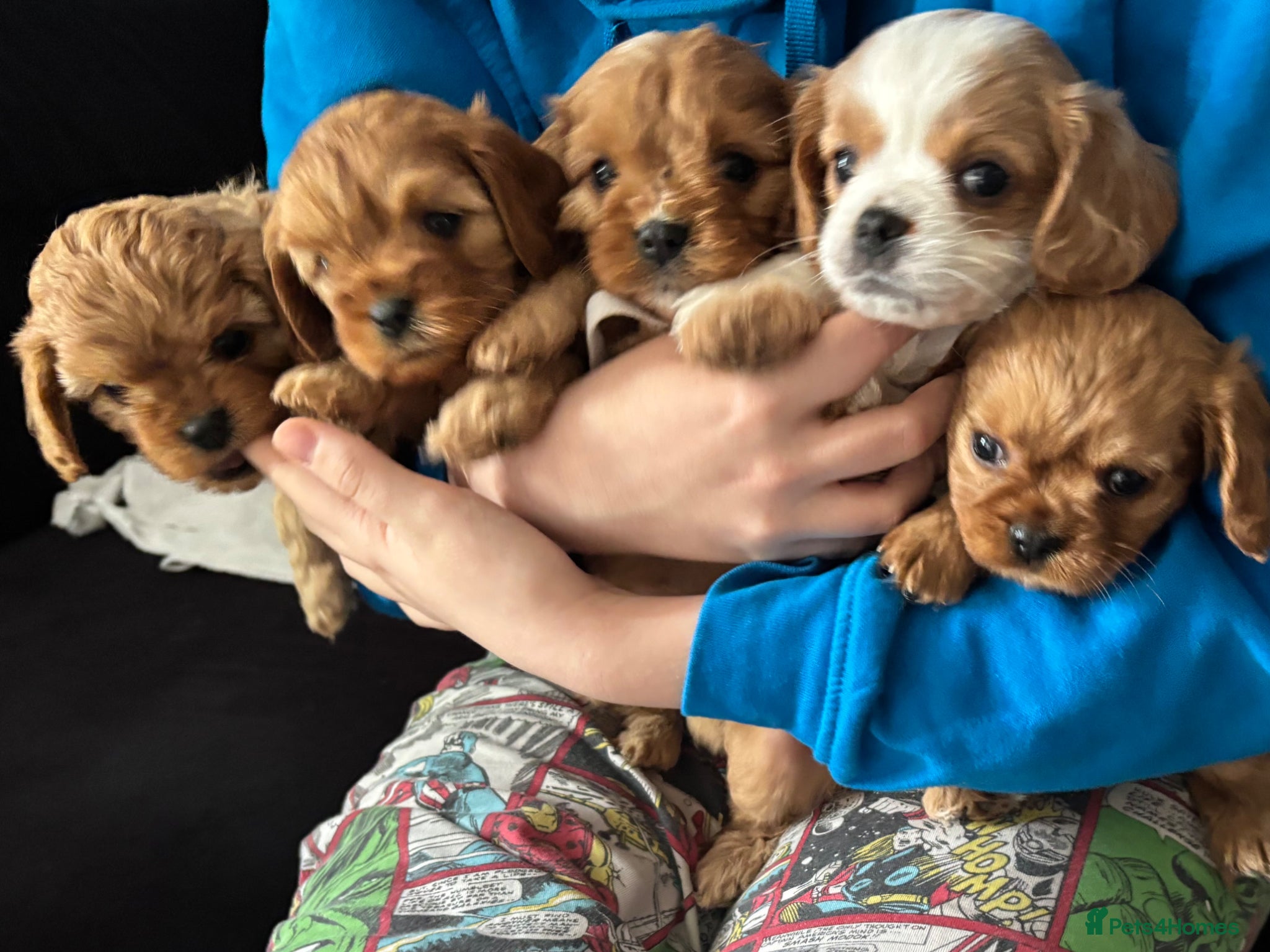Cavapoo dogs for sale: 5 stunning cavapoo puppies - Advert 1