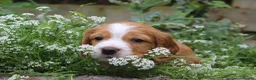 Cocker Spaniel dogs for sale: KC registered Working Cocker bitch pups - Advert 11