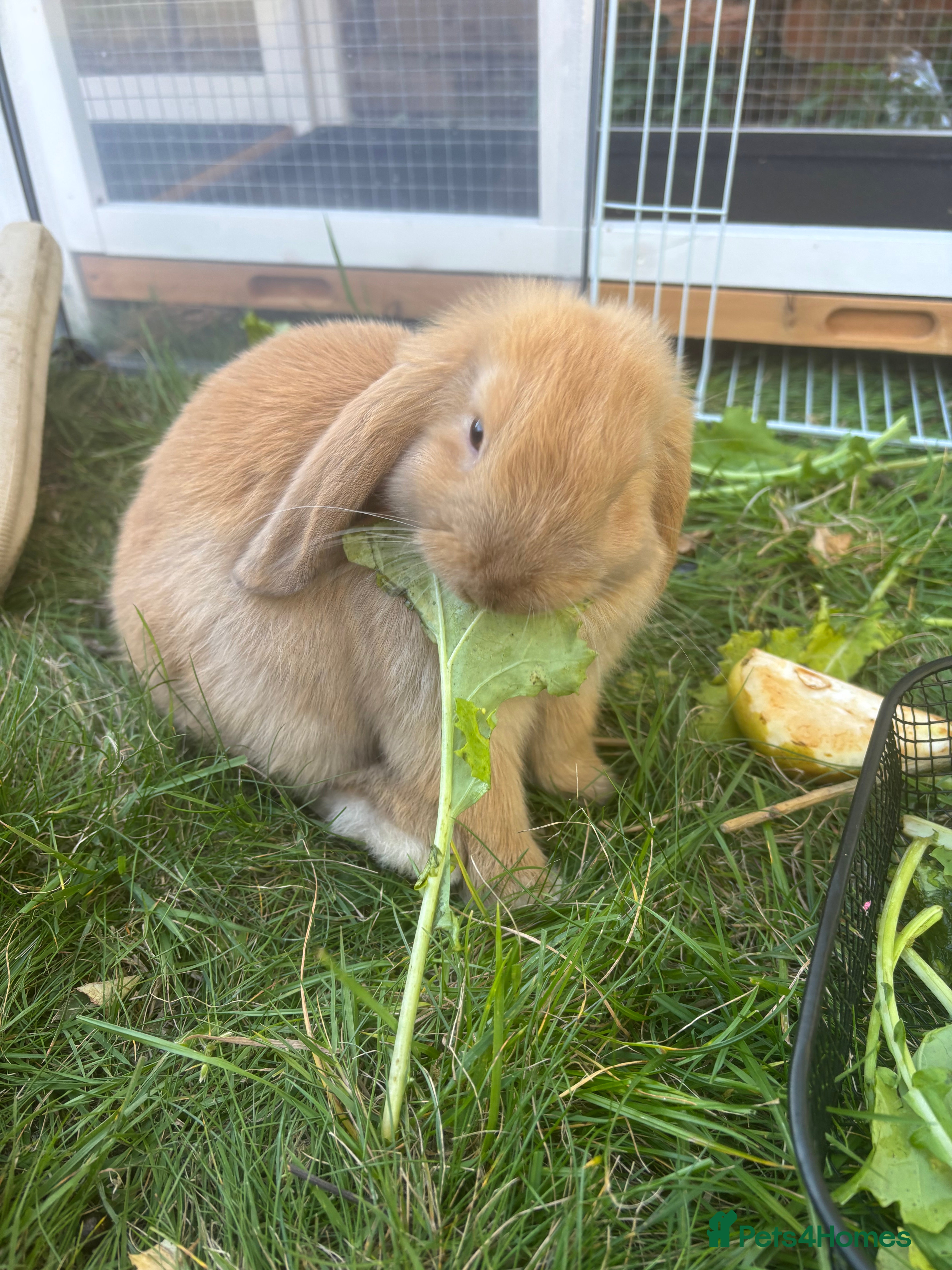 Mini Lop rabbits Mini lop male Carmel  - Advert 1