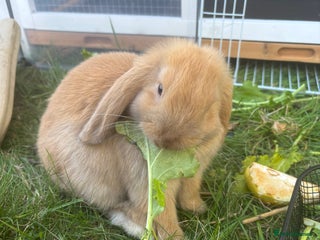 Mini Lop rabbits Mini lop male Carmel - Advert 1