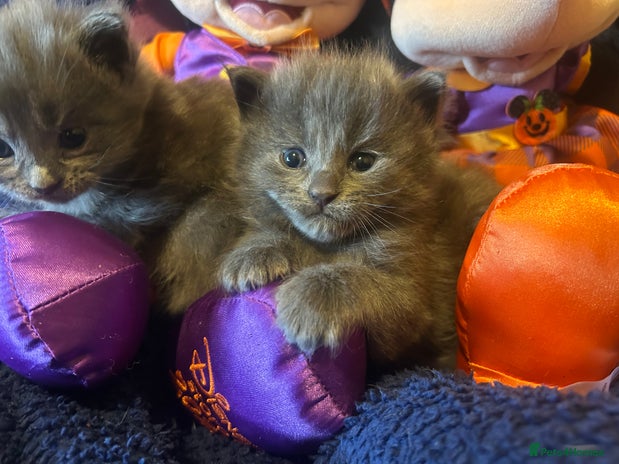 Maine Coon cats - Advert 1