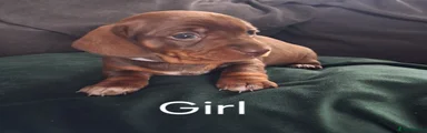 Miniature Dachshund 4