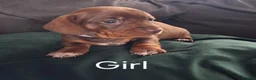 Miniature Dachshund dogs for sale: Miniture Daushund Puppies - Advert 3