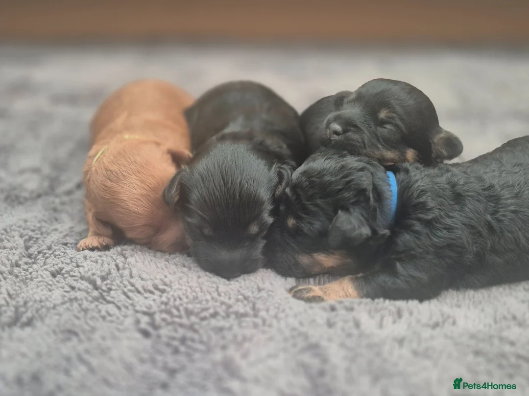 Yorkiepoo dogs for sale: Yorkiepoo Puppies - Advert 2