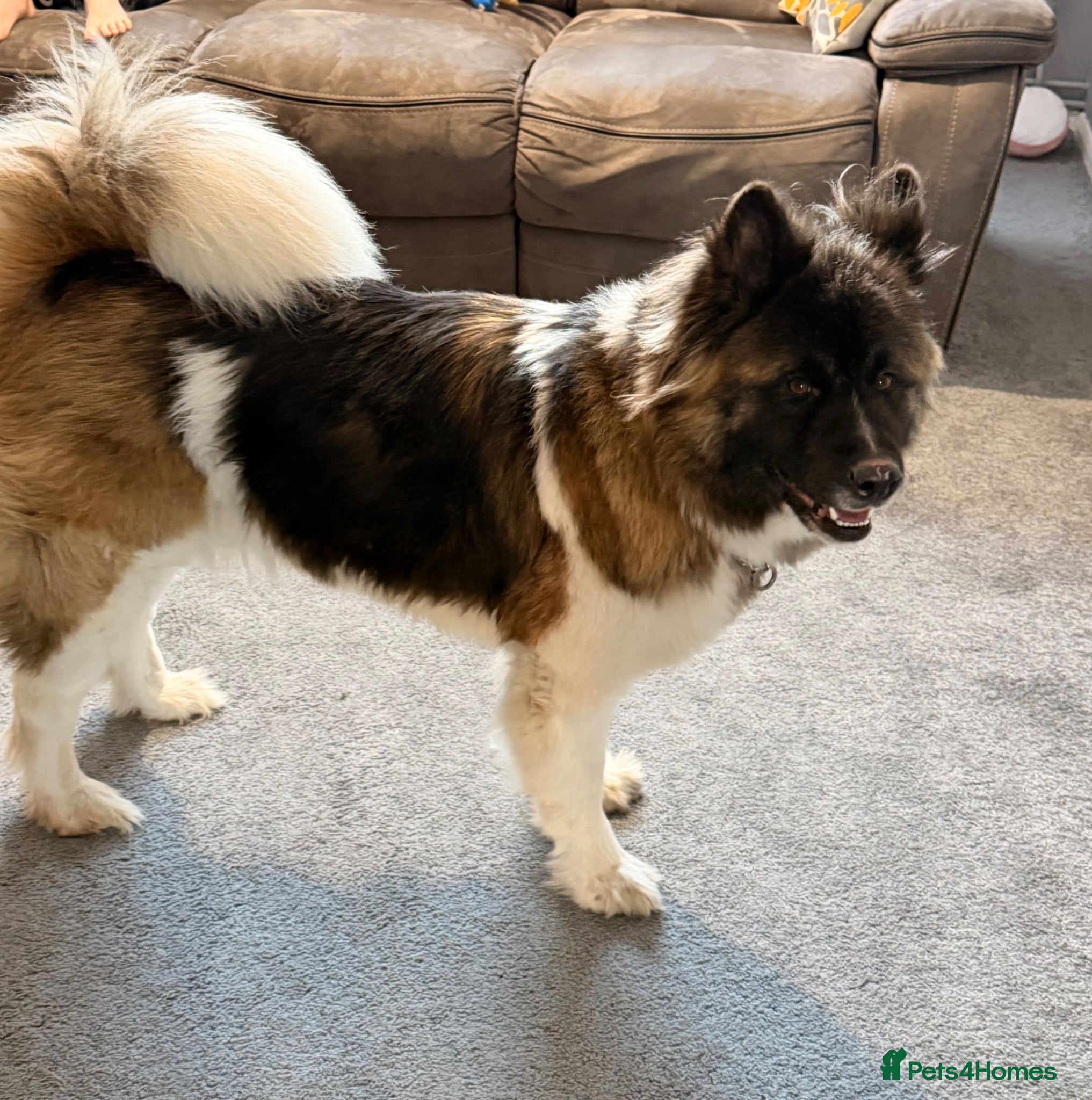 Akita dogs American Akita female  - Advert 10