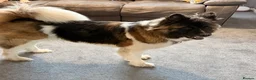 Akita dogs for sale: American Akita female  - Advert 1