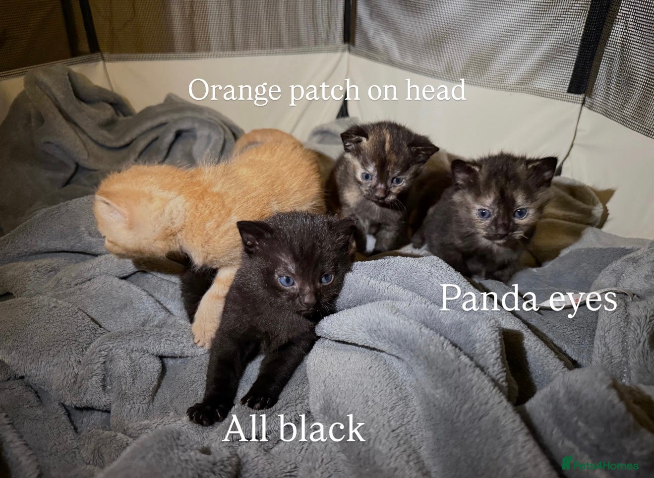 Mixed Breed cats Kittens for sale  - Advert 2