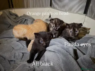 Mixed Breed cats Kittens for sale - Advert 2