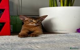 Abyssinian cats for sale: Perfect Boy Ready to Go 😻💙 - Image 39