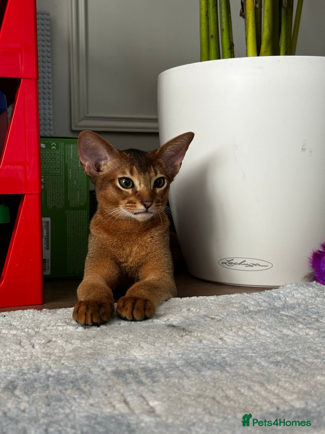 Abyssinian cats for sale: Perfect Boy Ready to Go 😻💙 - Image 39