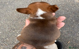 Jack Russell dogs for sale: Jack Russel Puppies For Sale  - Image 16