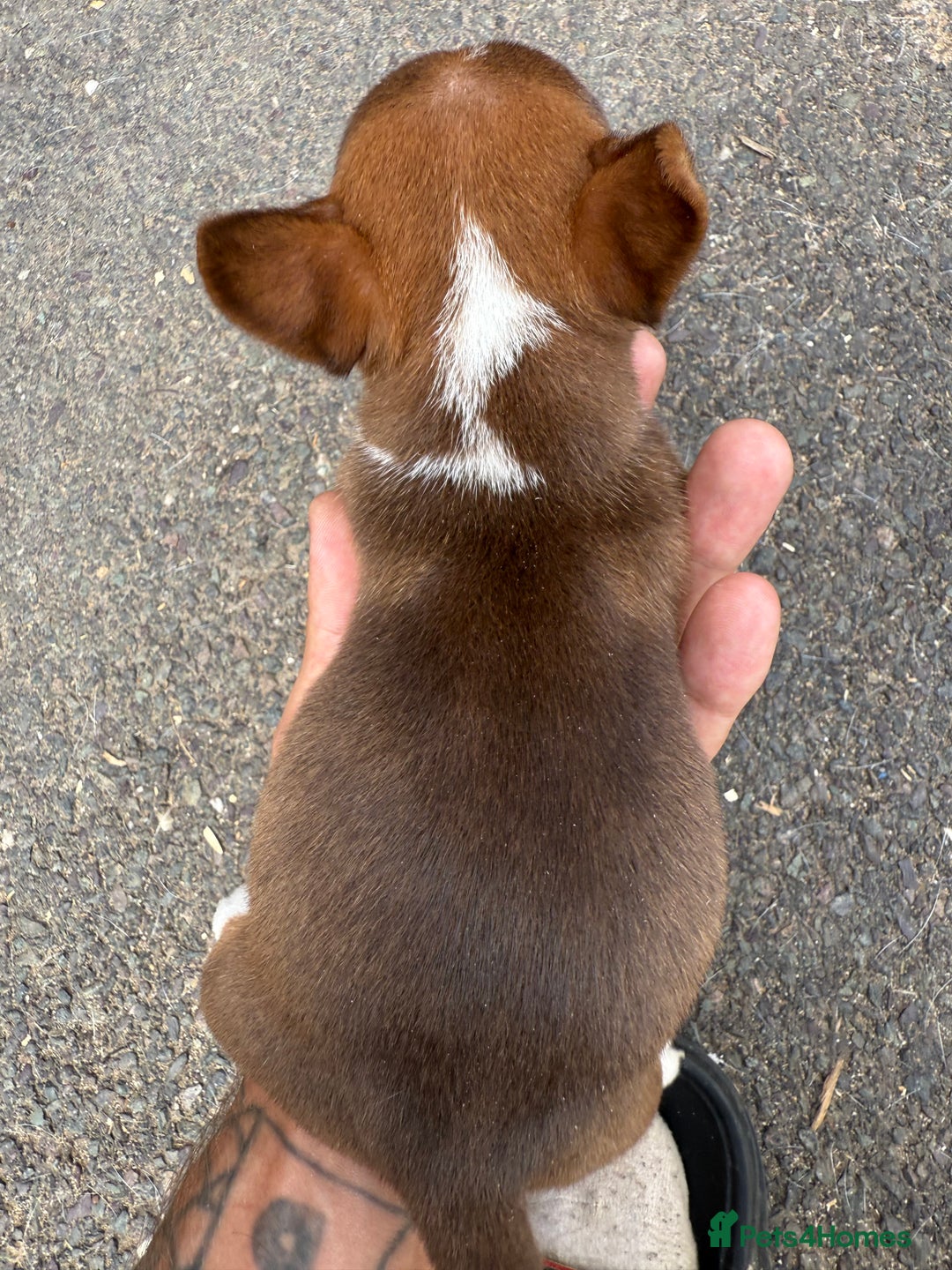 Jack Russell dogs for sale: Jack Russel Puppies For Sale  - Image 16