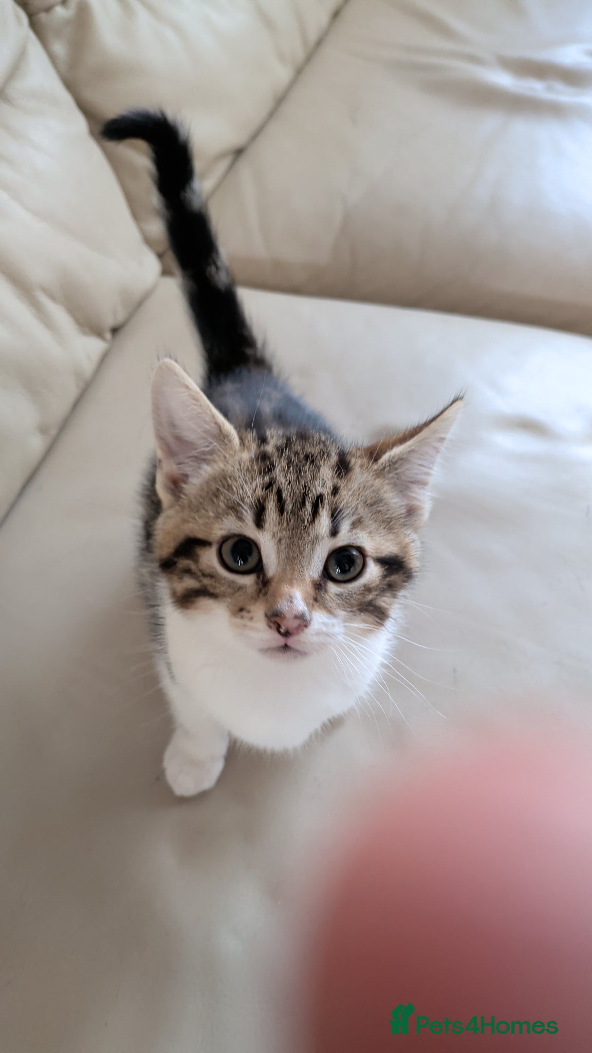 Mixed Breed cats 5 Beautiful kittens. Ready to leave - Advert 1