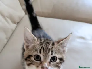 Mixed Breed cats 5 Beautiful kittens. Ready to leave - Advert 1