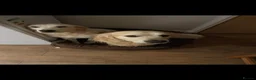 Golden Retriever dogs for stud: Golden retriever stud proven  - Advert 9