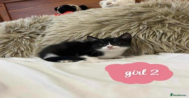 Mixed Breed cats ❤️Kittens for Sale❤️  - Advert 6