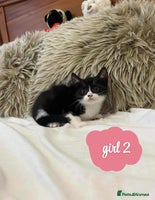 Mixed Breed cats ❤️Kittens for Sale❤️ - Advert 4