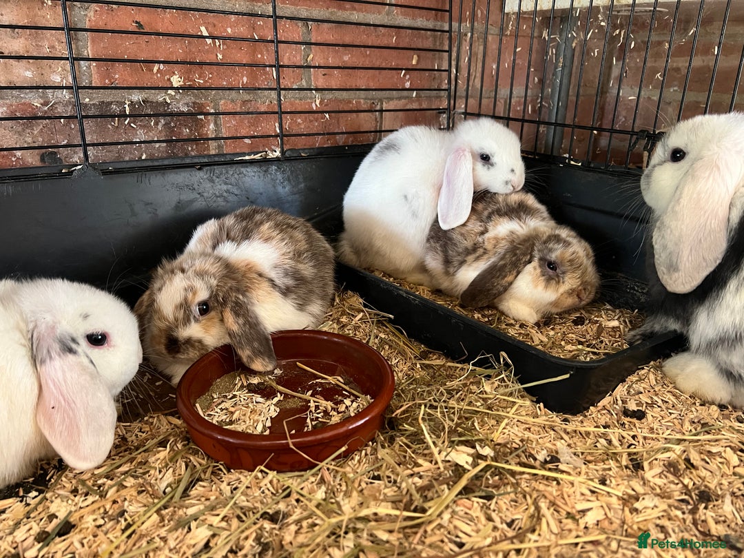 Mini Lop rabbits for sale: Mini Lop Baby Boys - Image 3