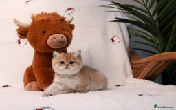 British Shorthair cats for sale: ❤️ British shorthair kittens  - Advert 9