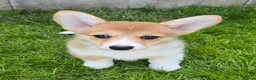 Welsh Corgi Pembroke dogs for sale: Pembroke Corgi Puppies - Ready Now - Advert 10