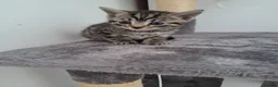 Mixed Breed cats for sale: Kittens 🥰 - Advert 9