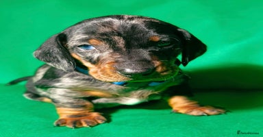 Dachshund dogs Champions Line Standard Dachshund - Advert 8