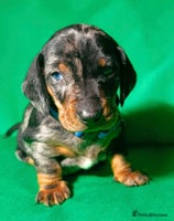 Dachshund dogs Champions Line Standard Dachshund - Advert 1