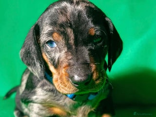 Dachshund dogs Champions Line Standard Dachshund - Advert 13