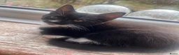 Mixed Breed cats for sale: 3 KITTENS FOR SALE - Advert 9