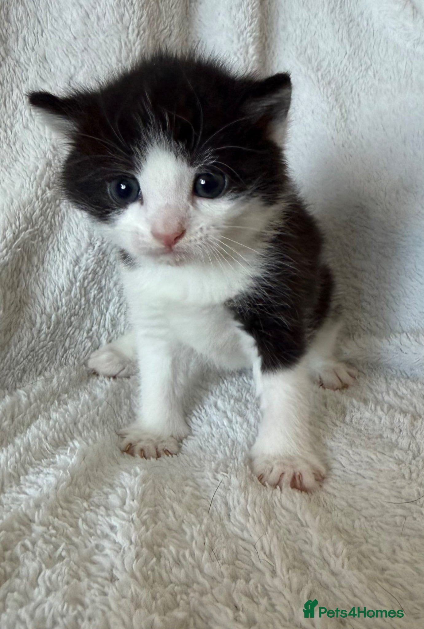 Persian cats 🐾2 boys left - Adorable Persian Cross Kittens 🐾 - Advert 2