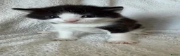 Persian cats for sale: 🐾 Adorable Persian Cross Kittens 🐾 - Advert 5