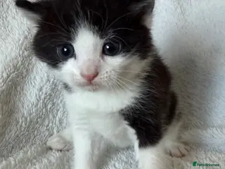 Persian cats 🐾2 boys left - Adorable Persian Cross Kittens 🐾 - Advert 2