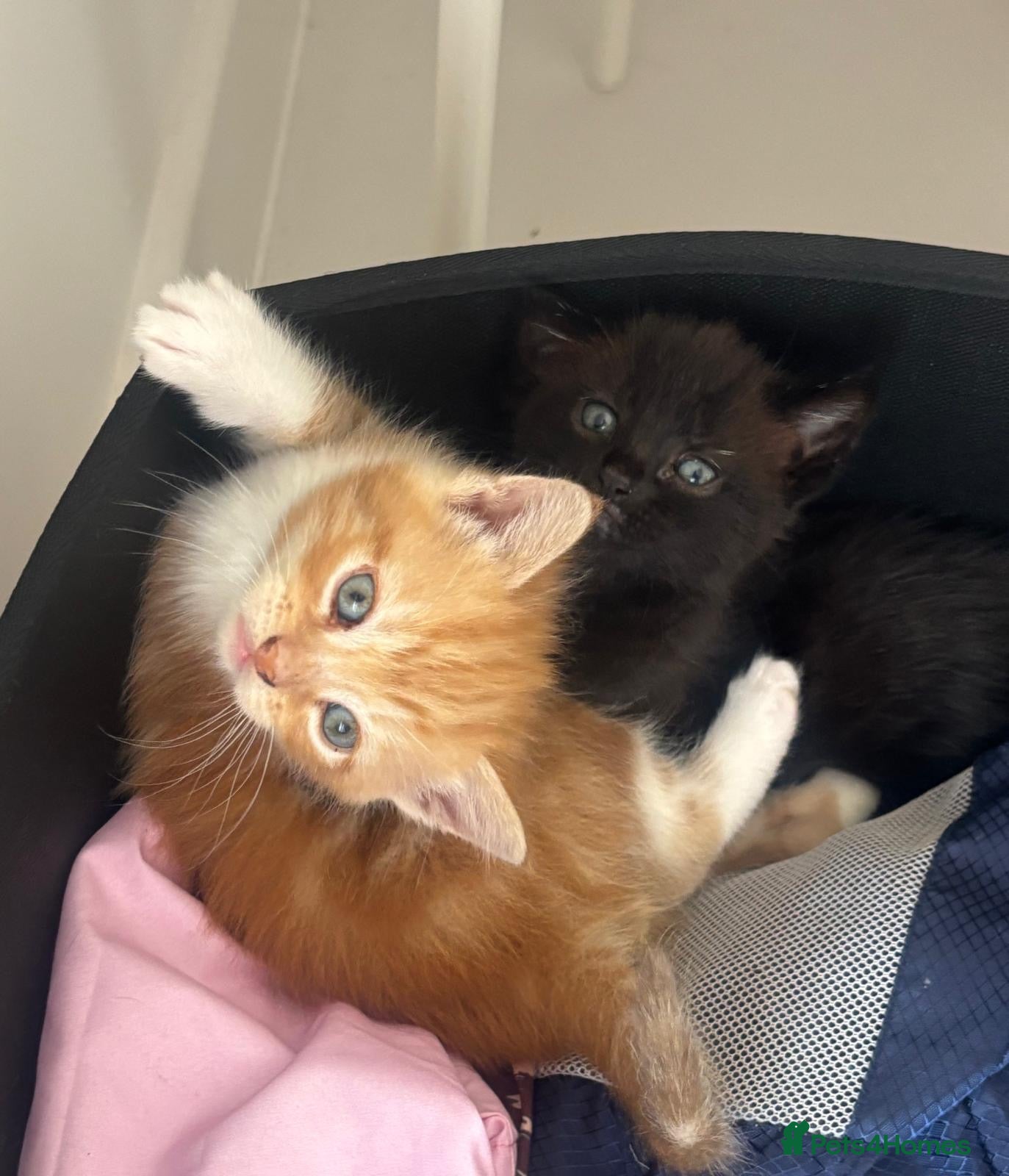 Mixed Breed cats Cute kittens looking for a new home  - Advert 8
